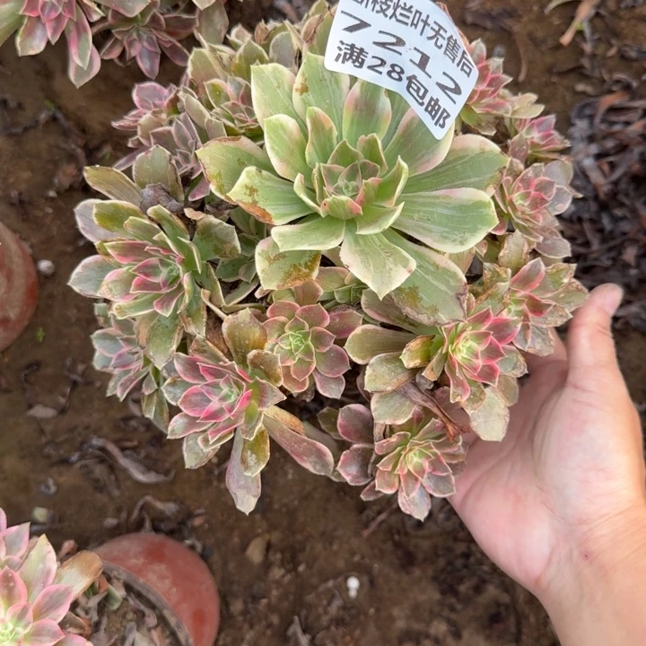 7212二号棚浣纱多肉E