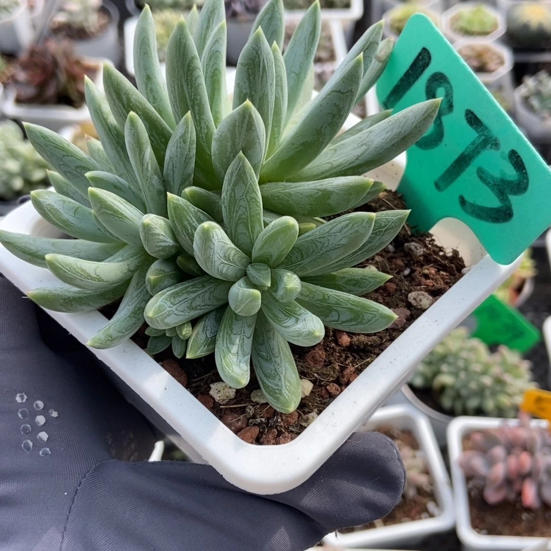 1873水晶蟹爪多肉植物