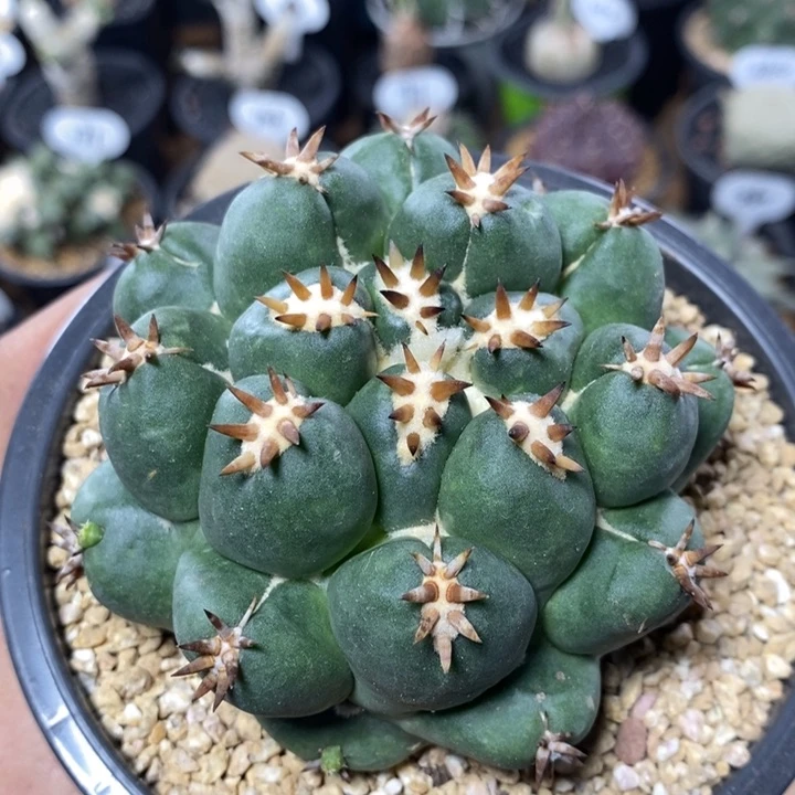 短豪刺象牙239号8.3cm