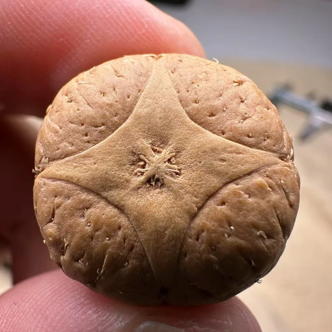 尼泊尔麒麟眼菩提，尺寸23，厚度15，s系列