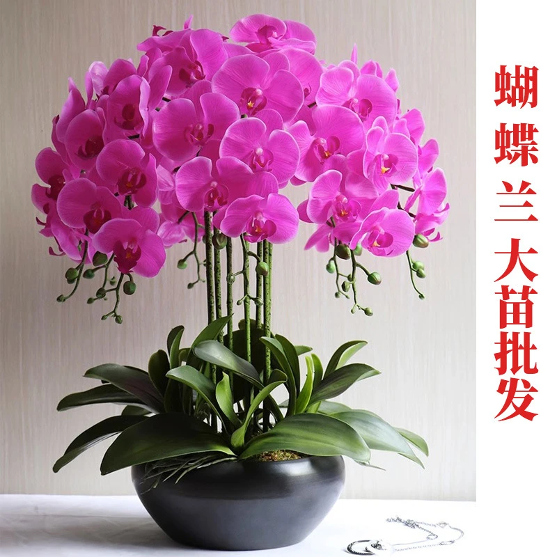 蝴蝶兰花苗大量批发盆栽蝴蝶兰大苗带花苞室内植物花卉四季好养活