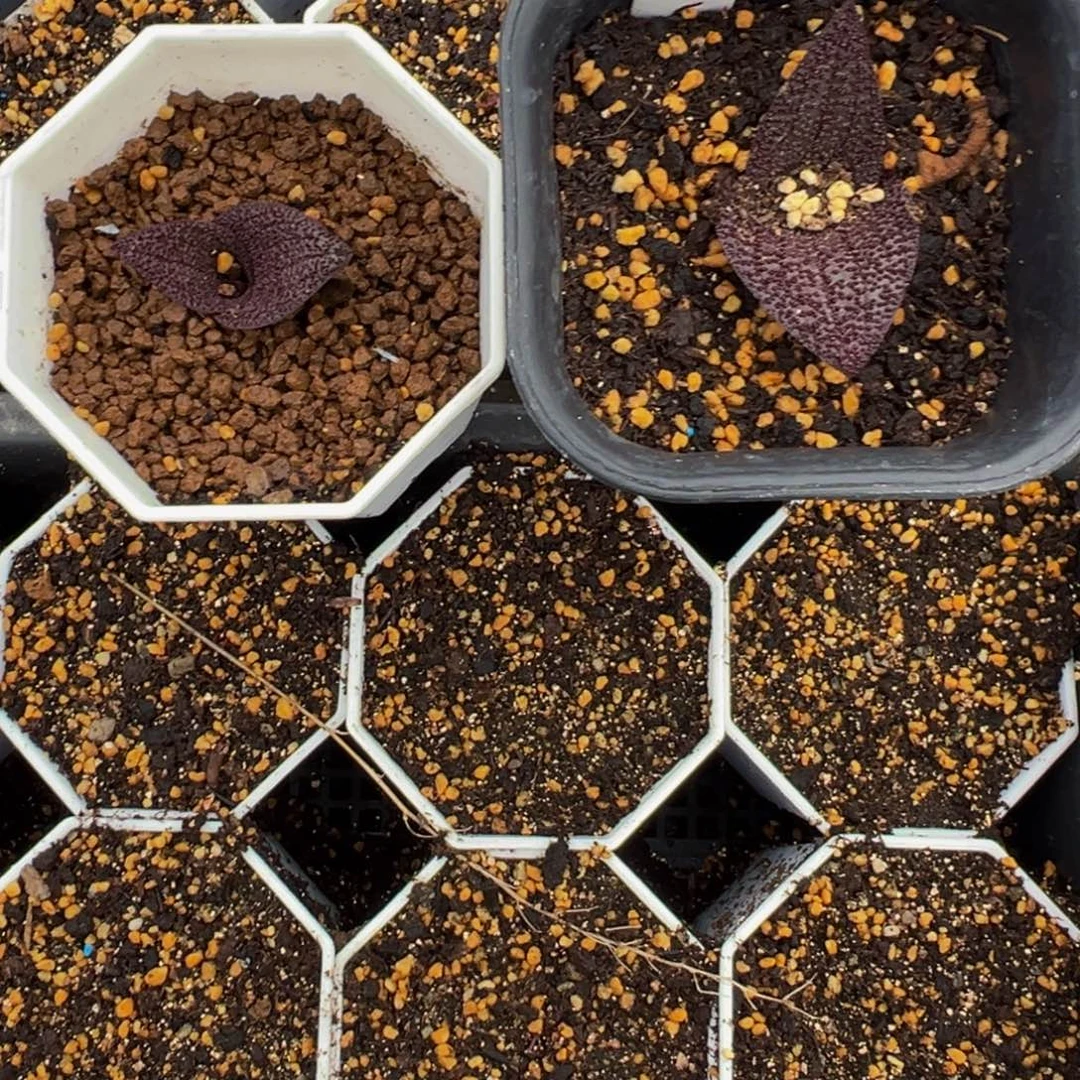 礻***人328实生根紫镜两颗多肉植物带盆土