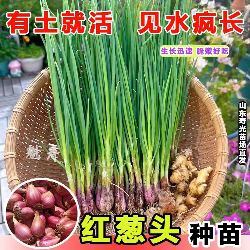葱头葱苗阳台火葱四季火葱红头盆栽盆栽小葱黄红葱头葱苗孑小香葱