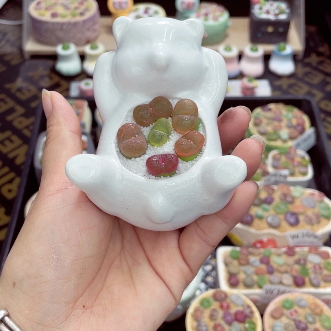 w3708 带盆土发货一物一拍