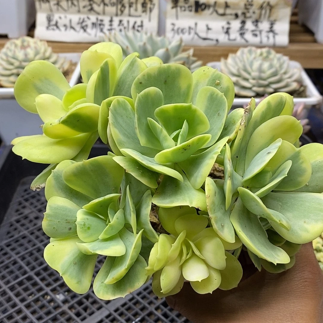 0580 碧桃锦群有砍