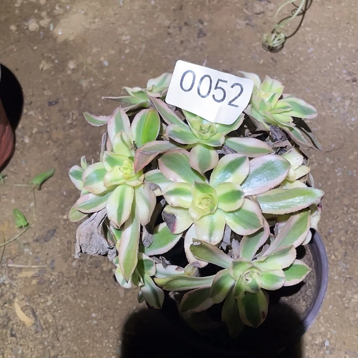 多肉植物法师52燕姿锦