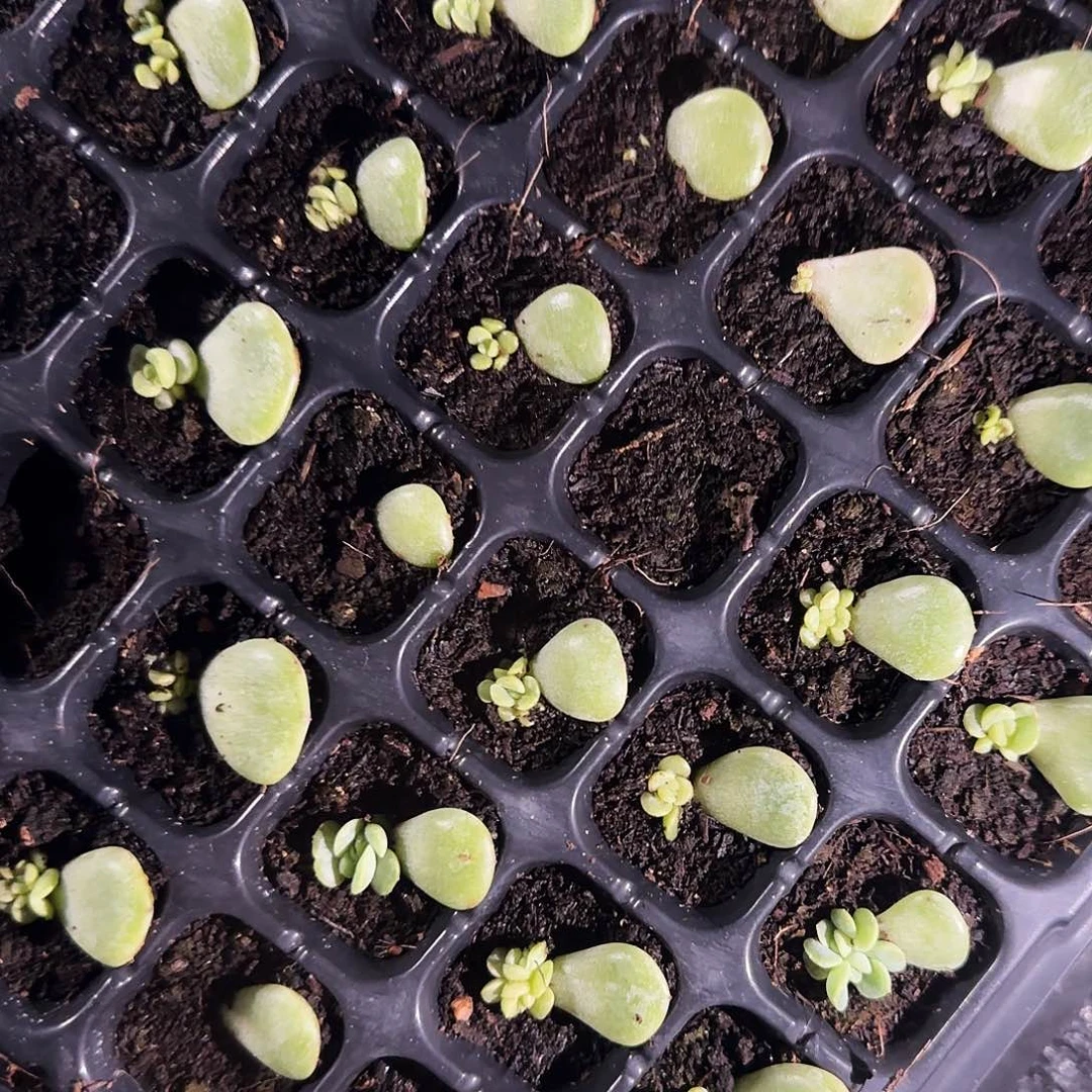 青梅芝麻 穴一个满25包邮