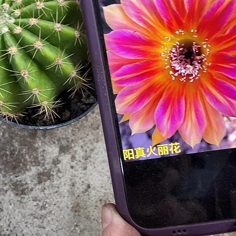 九阳仙人球，wtyioo