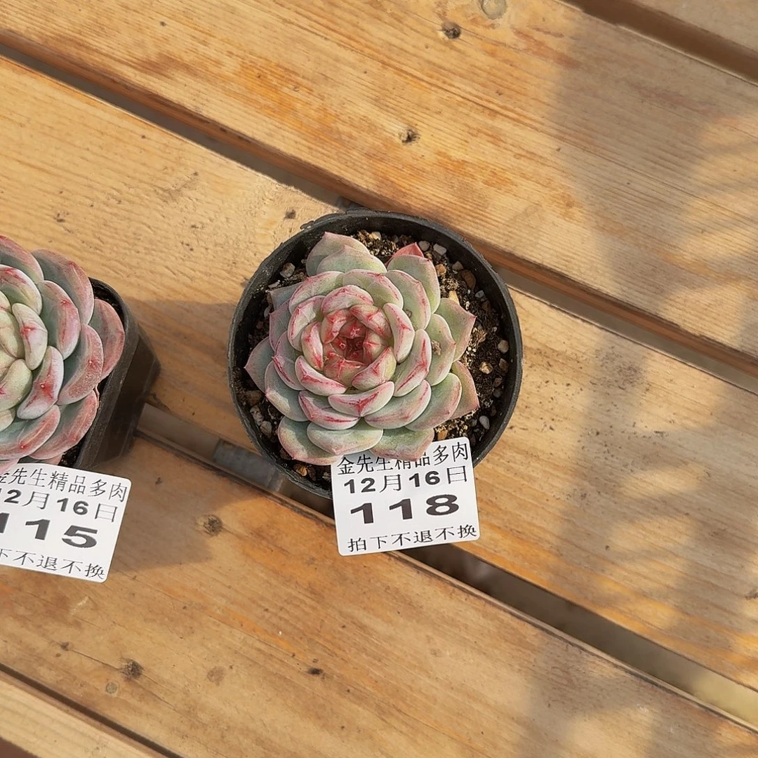 ＿****1216-118长相思单头