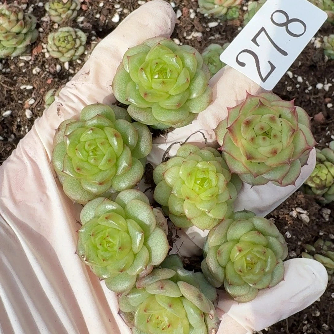 多肉植物多肉植物278