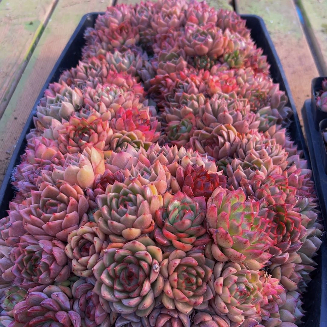 琉***梦879dd断断续续想尝尝想尝尝