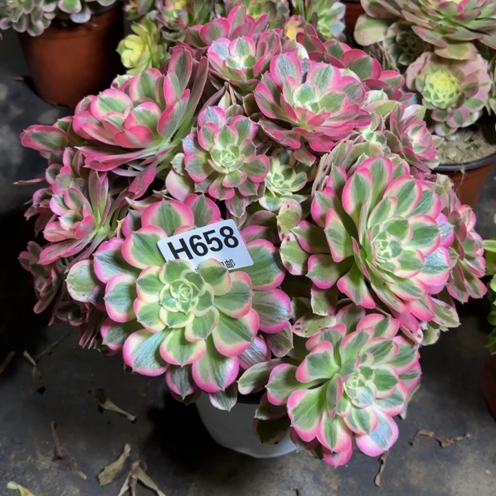 瑞妈。。。？？？？658男神，