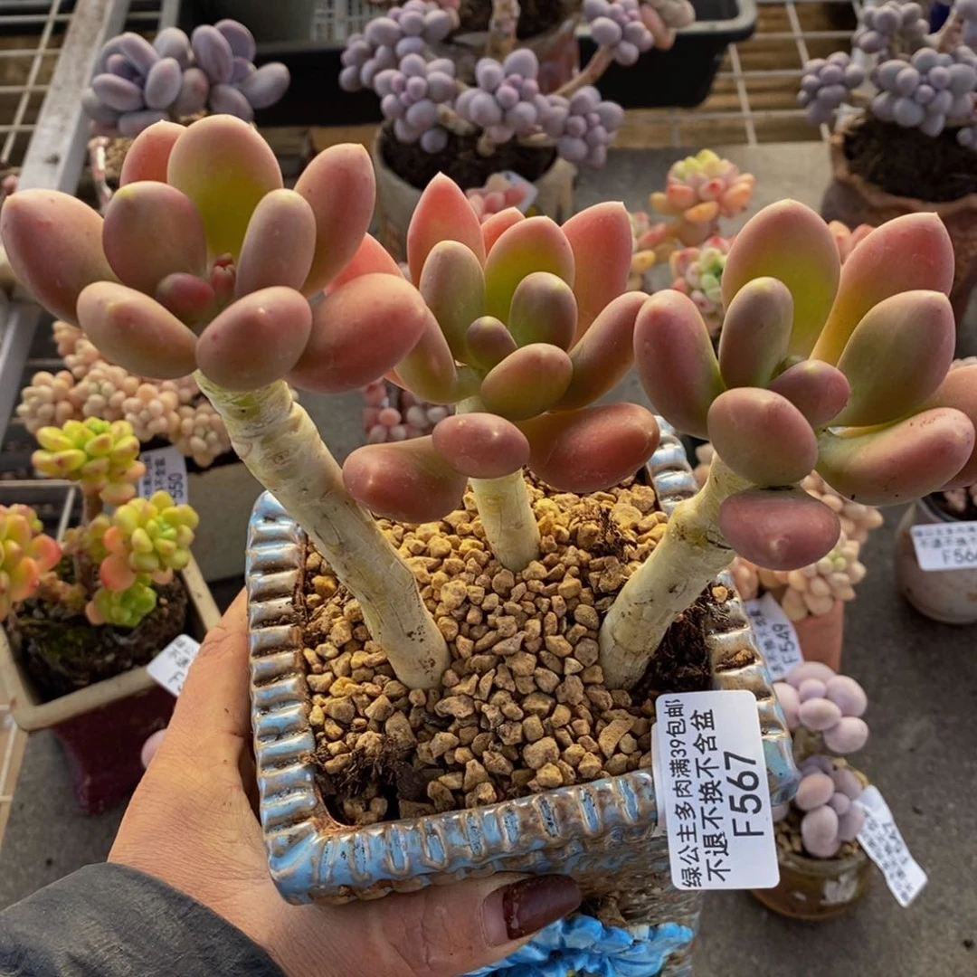 金蟾567/10c m的肉