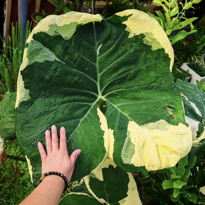米奇·海芋|绿植盆栽喜阴好养室内盆栽