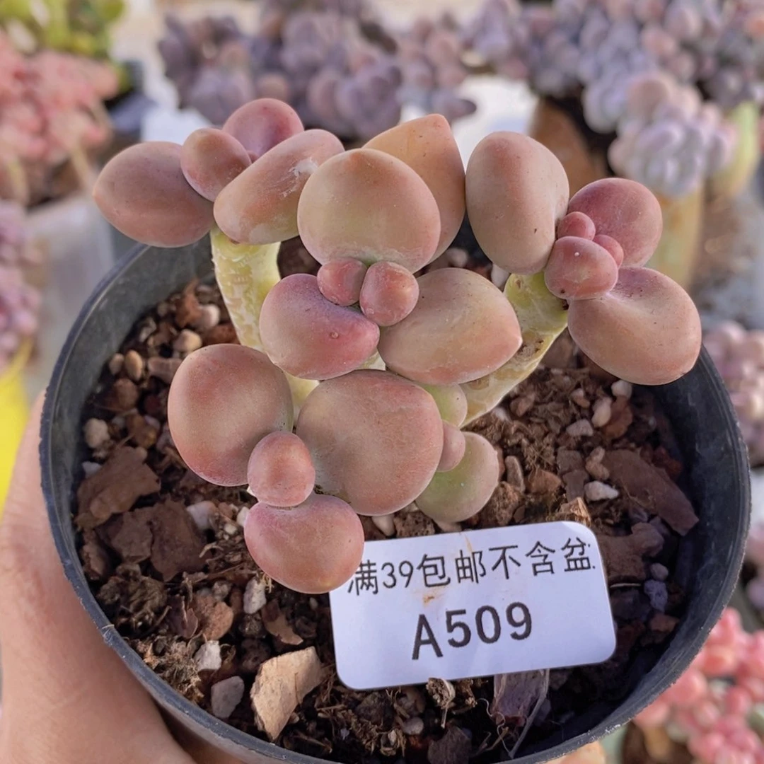 kk奶6cm509多肉植物