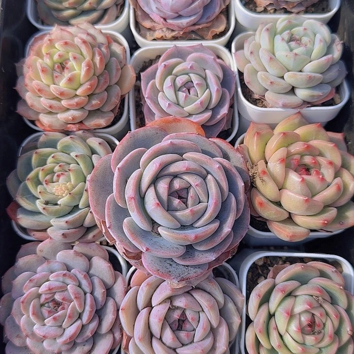 花时光精品多肉36