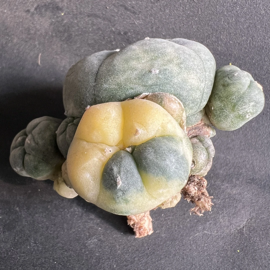 萝卜根海鲜锦群仙人球多肉植物绿植盆栽花卉龙舌兰十二卷