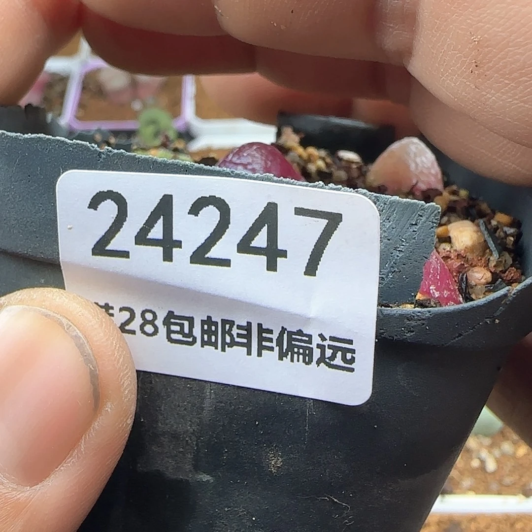 24247 脱土年后发货