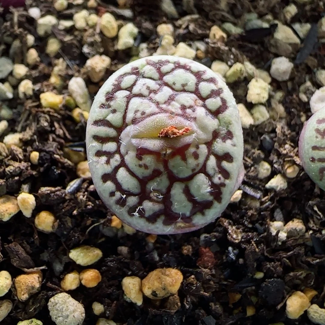 2-19-7-3-1当天满58包邮嘟嘟嘴墨多肉脱土