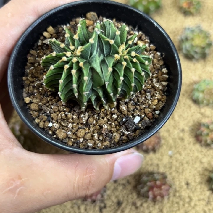 实生双头肋骨缀化带盆土发货