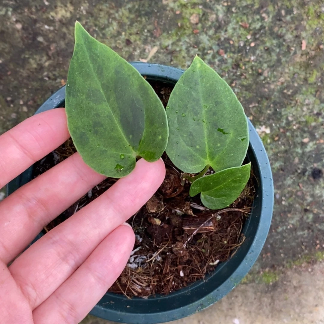 不开花植物黑桃杂