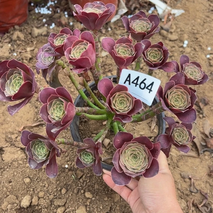 魅金玫瑰多肉植物464.