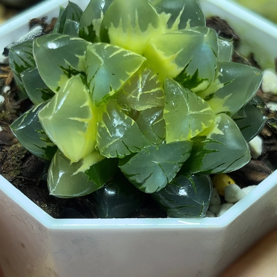 恭喜发财大吉大利0489