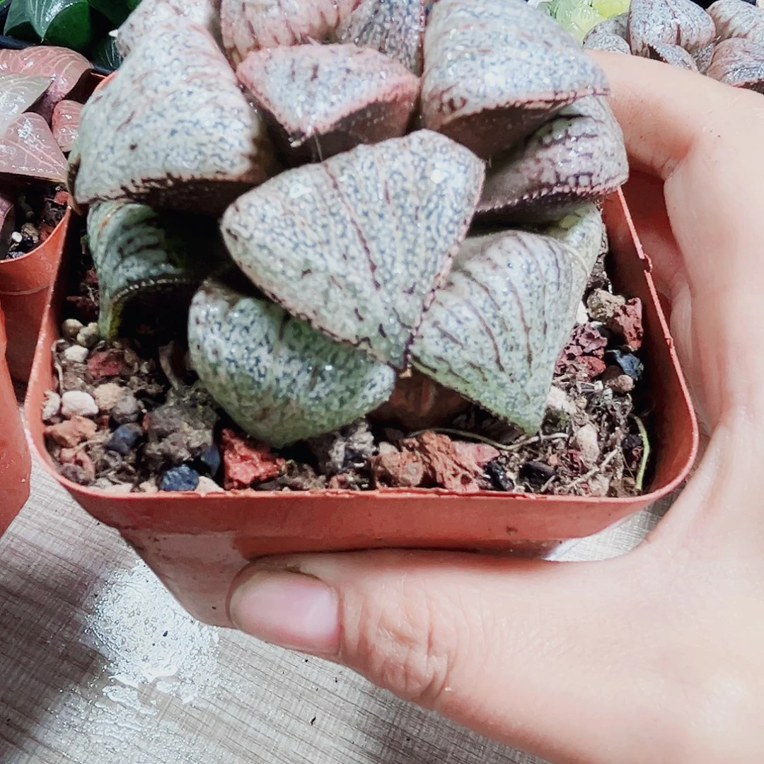 翡翠白银多肉植物66666