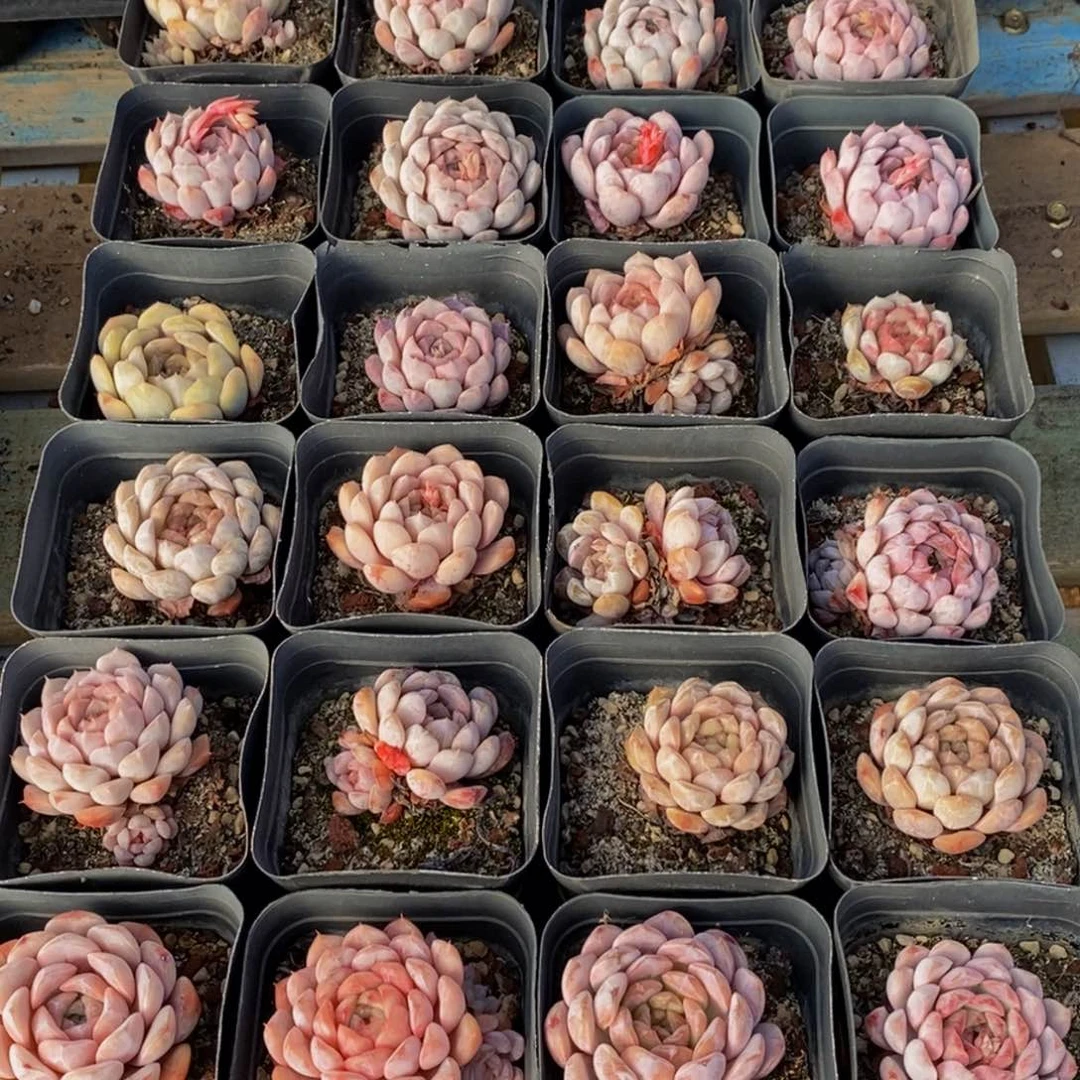 690的人生态度是如此