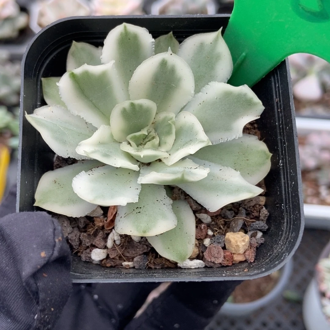 454紫蝴蝶锦多肉植物