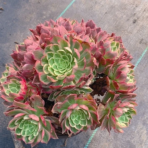 522粉海王多肉植物