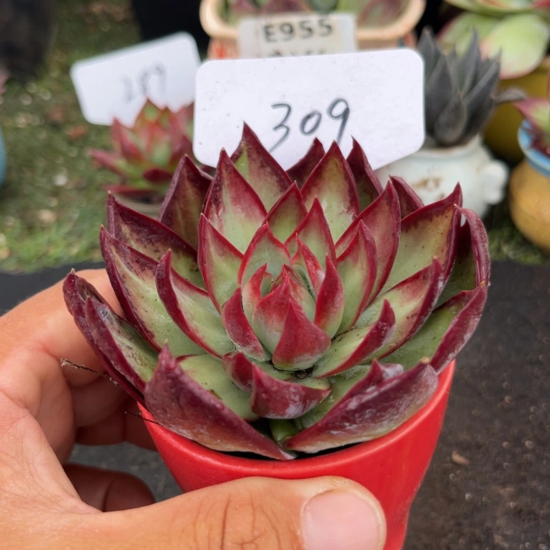 惊鸿一物一拍包装收缩花旱309