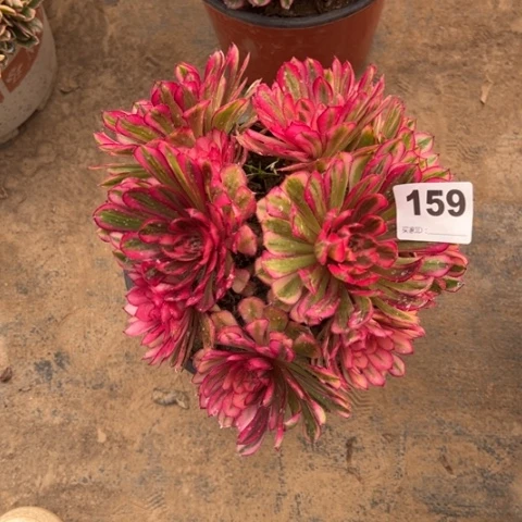 木*姐159白月光朵朵多肉，