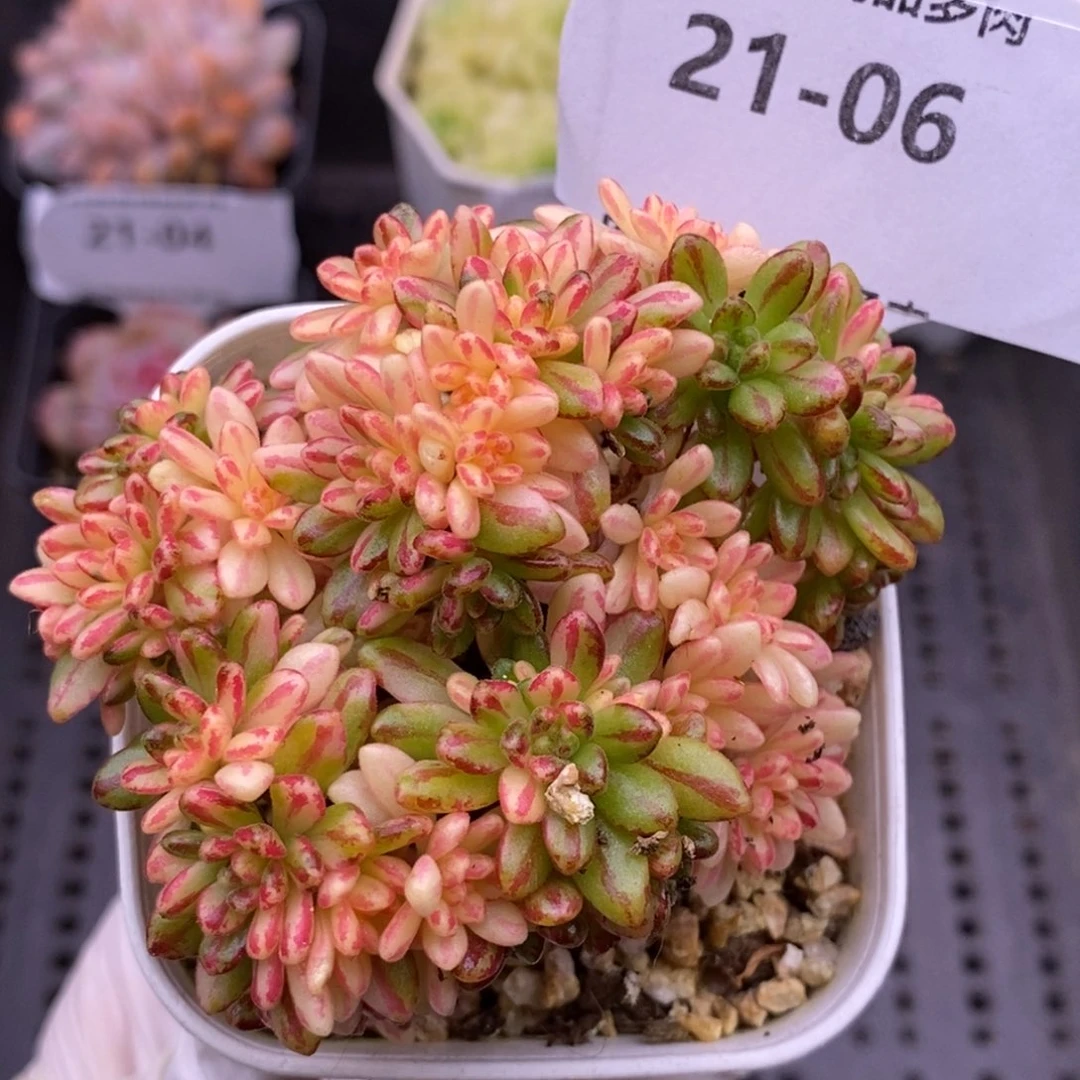 【闪购商品】21-06