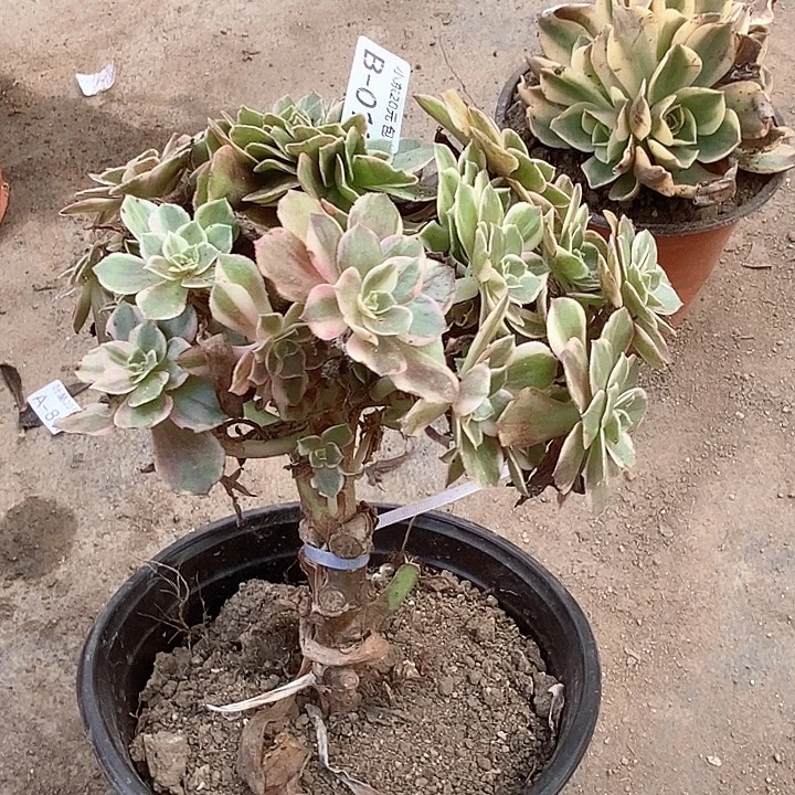 12嫁接黑魔锦缀多肉植物法师