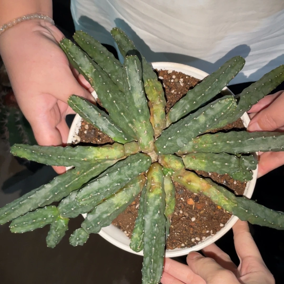 新品群生水仙情懒一物一拍4