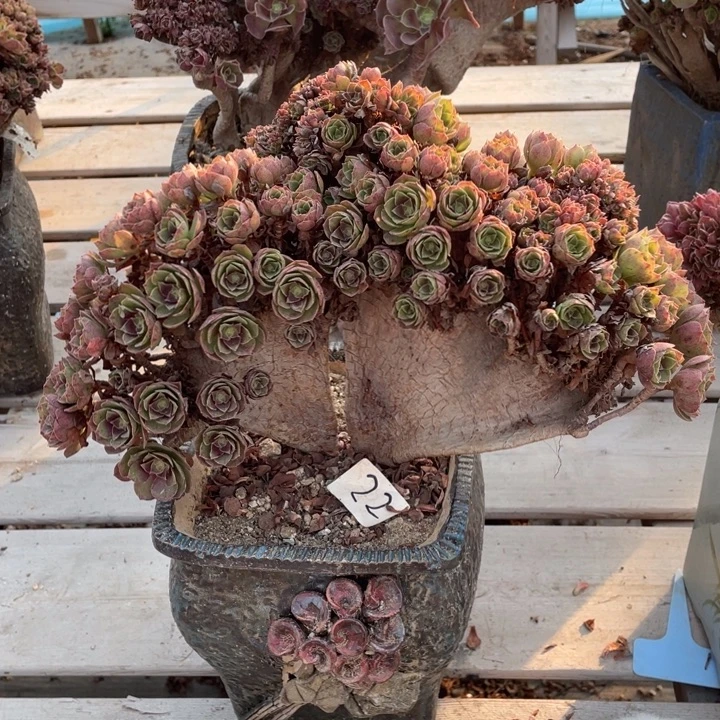 多肉的大肉都要有哦好好吃