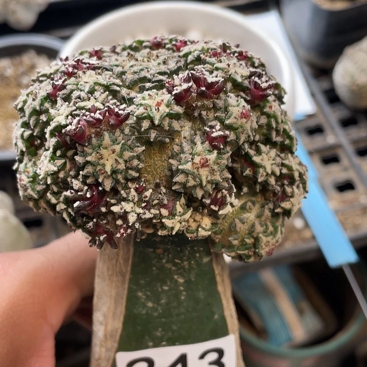 仙人球243号球牡丹姬