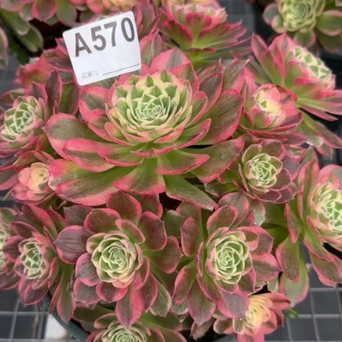 570海王22厘米左右