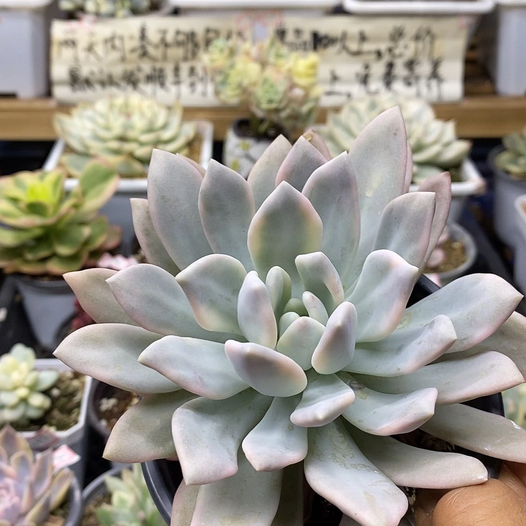 01151 奥普覆轮锦