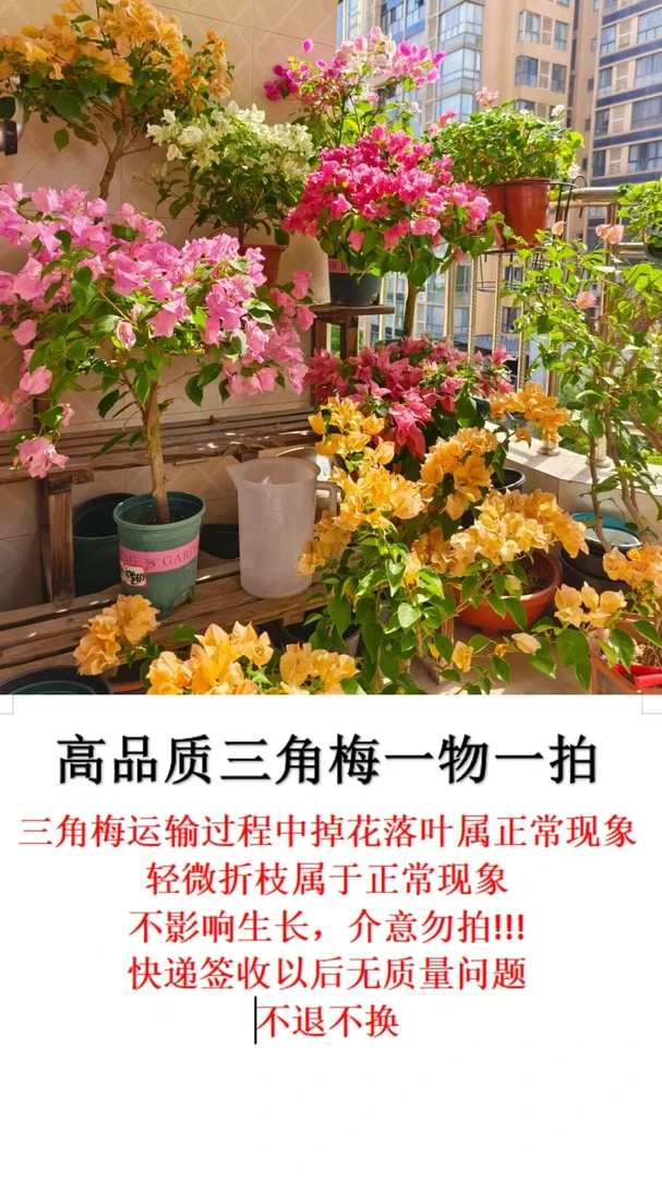 【一米阳光】一物一拍三角梅运输过程中掉花落叶正常现象