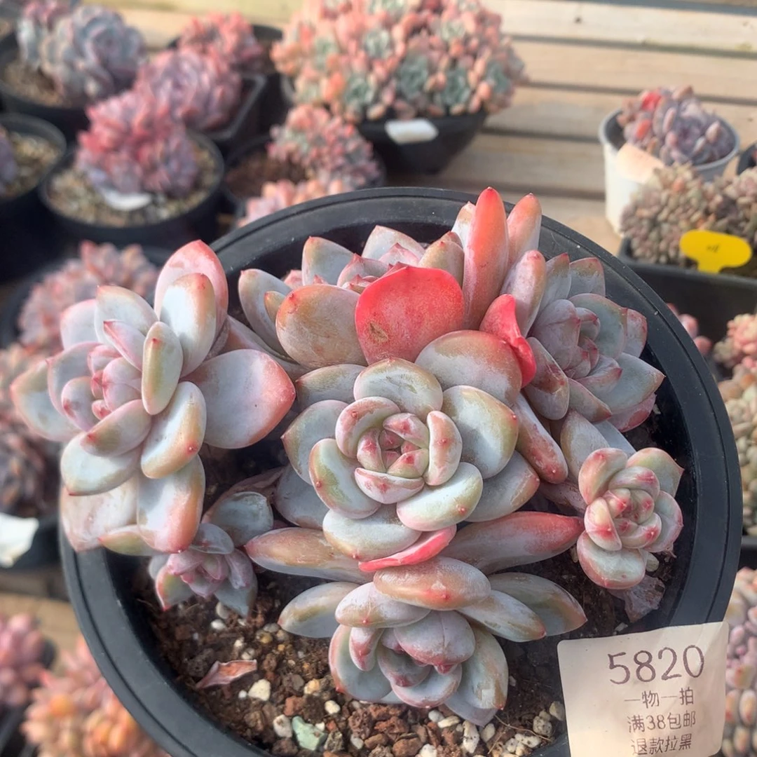 14厘米七头有砍溏心石榴籽 5820