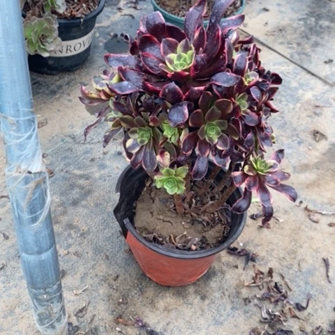 欧嘉莉66多肉植物法师