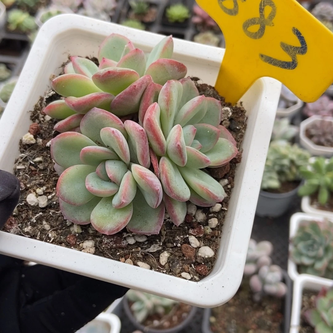 883泡芙多肉植物多肉