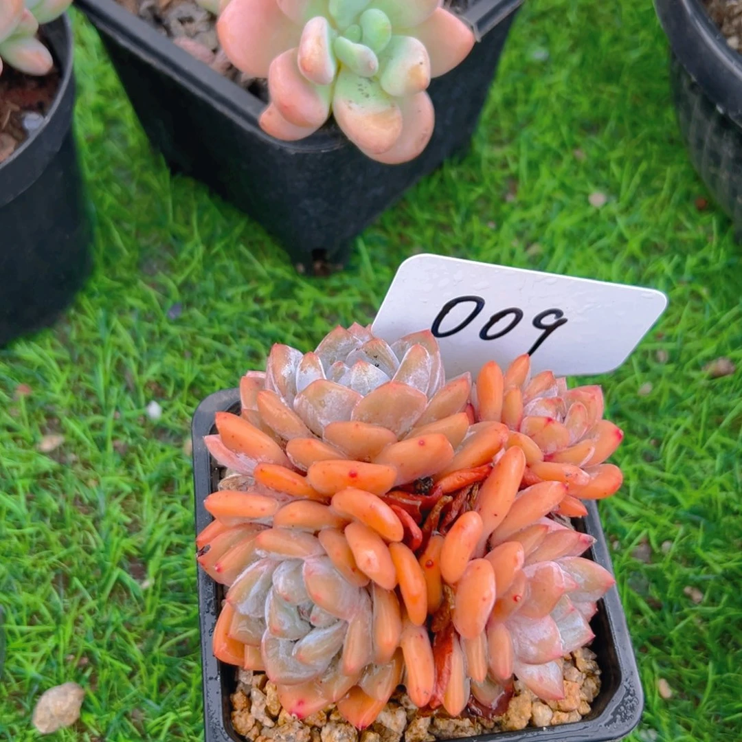 4头星影一物一拍多肉