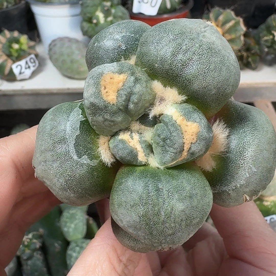 无花朵苗接达摩蛋尤050