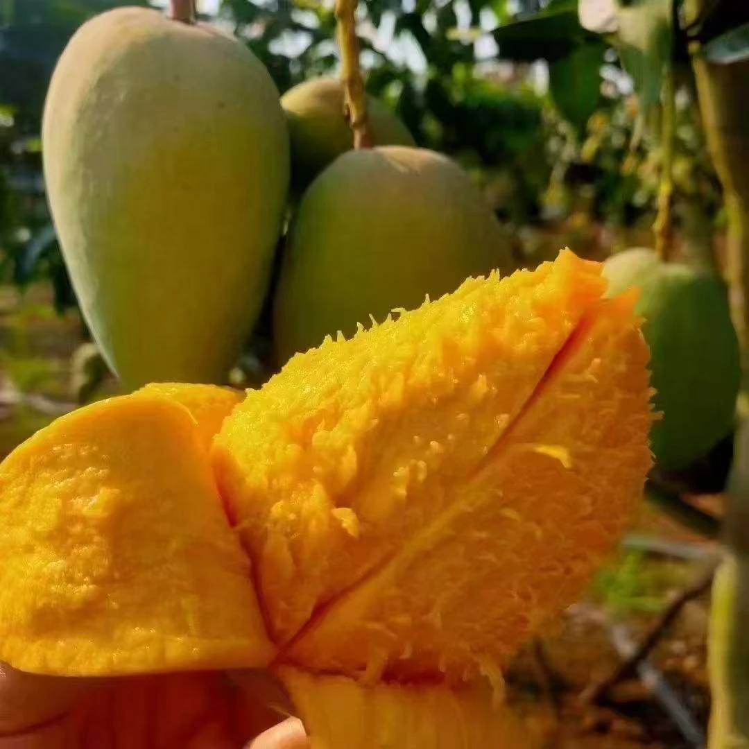 覃斗正宗沙子土台农芒果