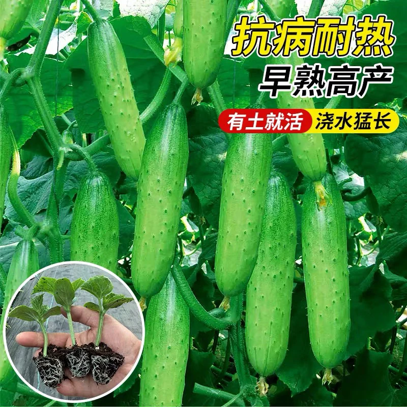 优质密刺大黄瓜绿心多汁甜脆水果小黄瓜摘不败阳台盆栽地栽小黄瓜