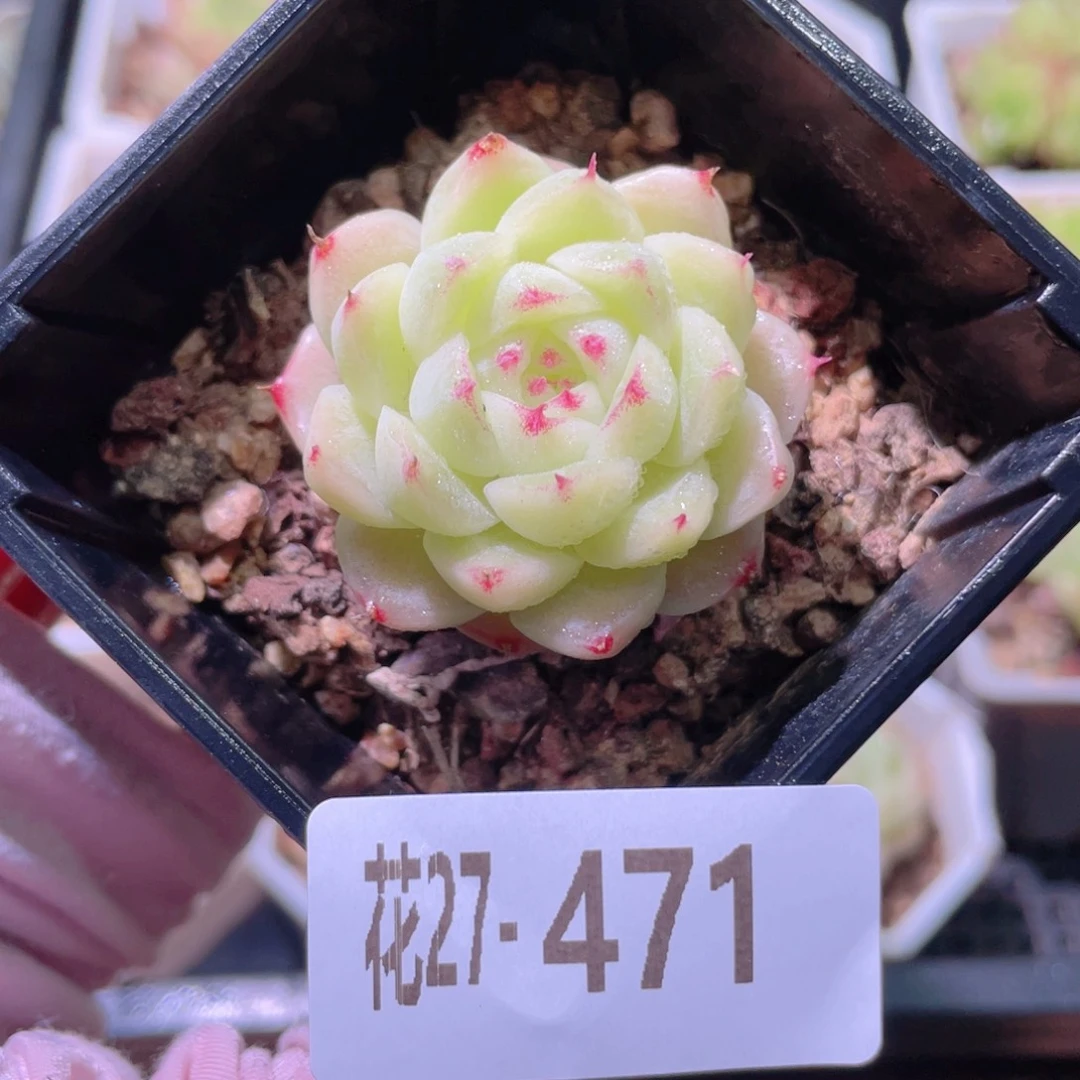 花利美27-471麦秆