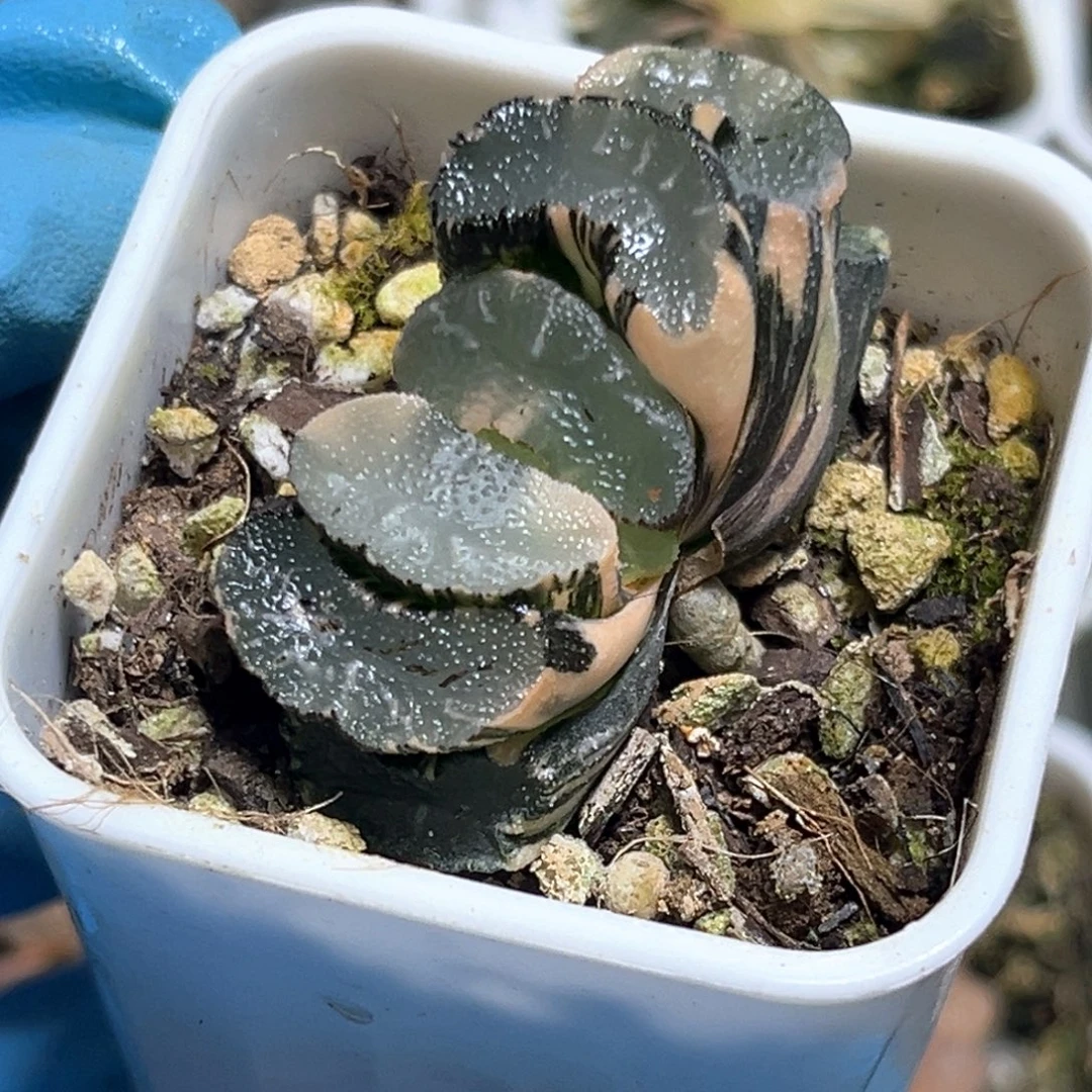 恭喜发财大吉大利3539